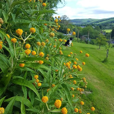 Buddleja globosa 